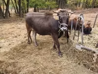 Cow, Brown Carpathian breed — photo 6