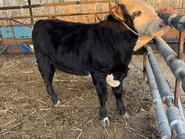 Bull, Simmental cattle