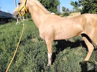 Pferde (Partie, Geschlecht nicht angegeben), Hanoverian — Foto 8