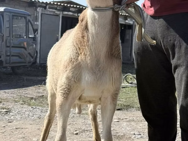 كبش, Arashan sheep