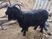 Goat, Dagestan coarsewool goat — photo 1