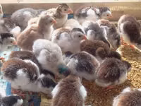 Chickens — photo 2