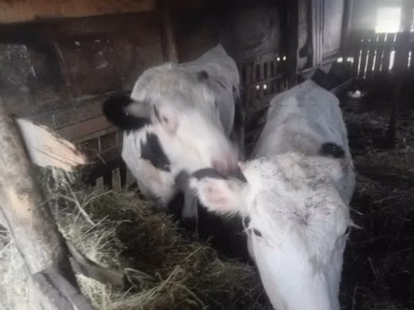 Vaca, Raza Holstein