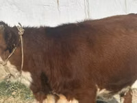 بقرة, Simmental cattle — الصورة 2