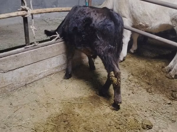 Toro, Ganado vacuno