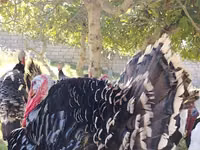 Bronce — foto 3