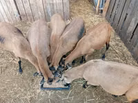 Oveja, Cameroon sheep — foto 2