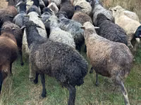 Sheep, Bessarabian sheep — photo 3