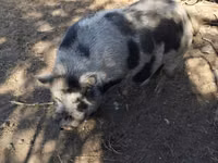 Boar — photo 1