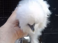 Chickens — Foto 3