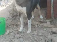 Cabras (lote, sexo no especificado), Cabras — foto 2