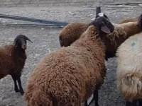 Widder, Karakul sheep — Foto 3