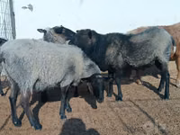 भेड़ें (लॉट, लिंग निर्दिष्ट नहीं), Romanov sheep — फ़ोटो 3