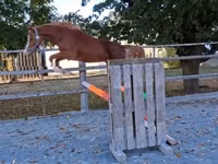 Horse (M), Welsh Cob — photo 5