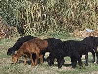 Widder, Rhon sheep — Foto 1
