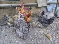 Chickens — الصورة 2