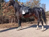 Hengst, French Trotter — Foto 2