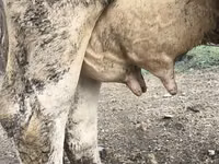 Vaca, Raza Holstein — foto 4