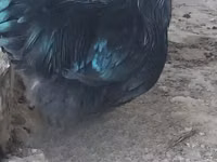 Australorp — Foto 1