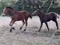 Mare, Horses — photo 2