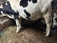 गाय, Russian Black pied cattle — फ़ोटो 3