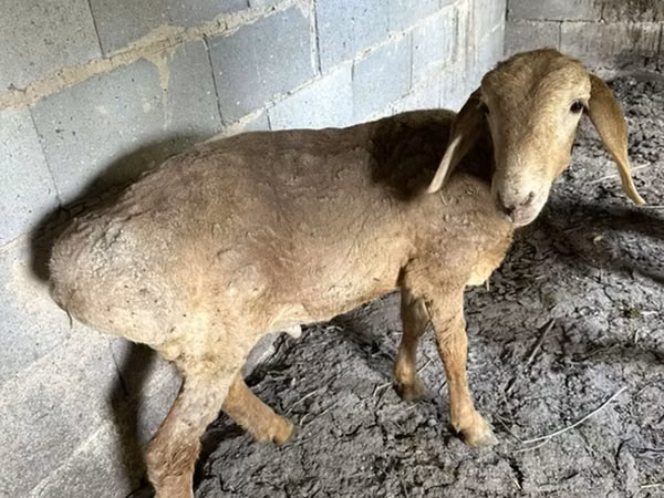 Schaf, Katum sheep