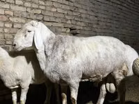 Ram, Afghan Arabi sheep — photo 3