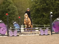 Hengst, Quarter Horse — Foto 8