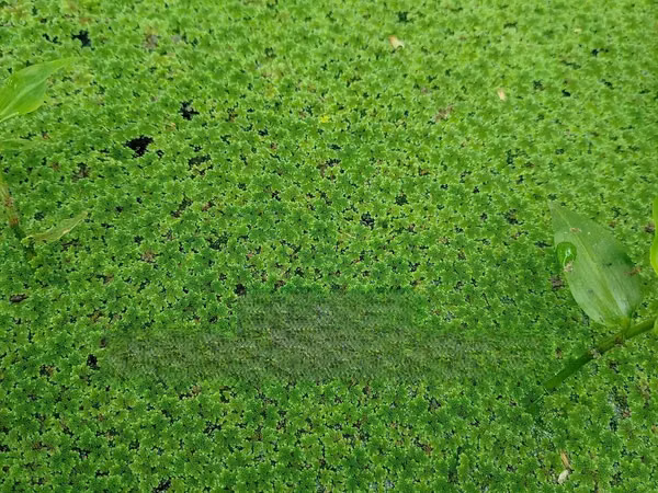 Azolla For Pond Propagation -2000ml Container