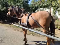 Hengst, Fjогd — Foto 3