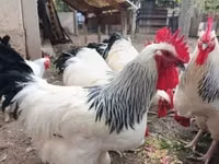 سَسِكس — الصورة 1