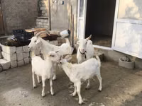 母山羊, Goats — 照片 7