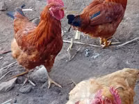 دجاج شمو — الصورة 2