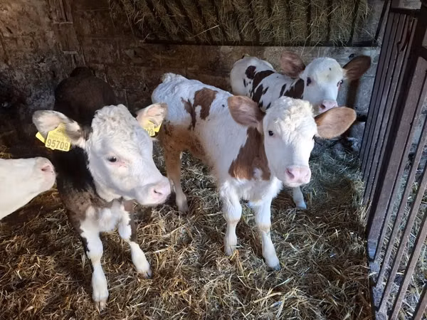 Cow, Simmental cattle