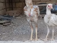 Chickens — الصورة 4