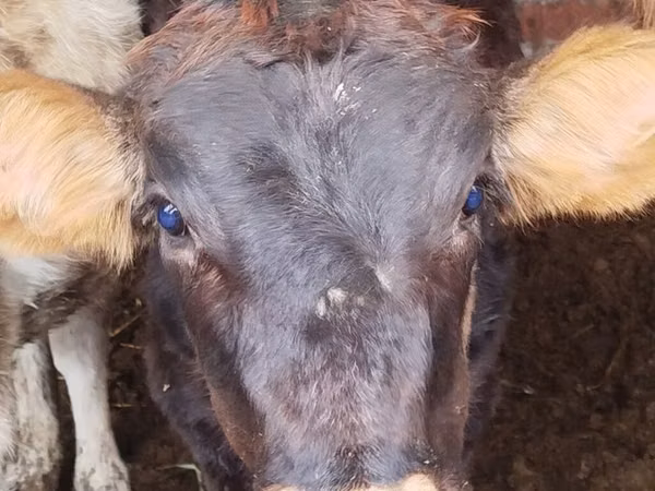 Vaca, Ganado vacuno