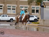 Horse (M), Pinto horses — photo 5