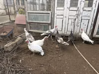 Turkeys — photo 2