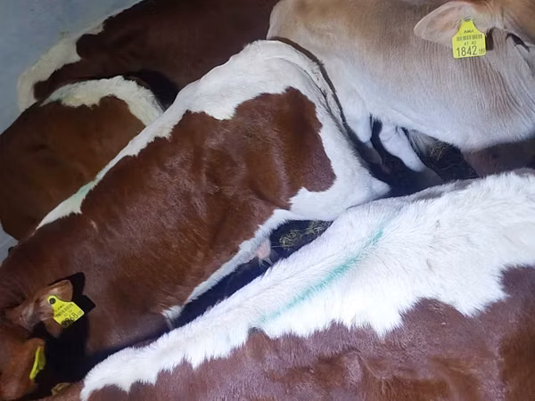 Toro, Simmental cattle