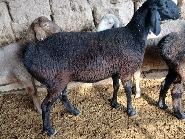 Sheep, Sheep