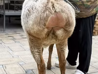Oveja, Arashan sheep — foto 6