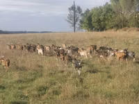 Cabras (lote, sexo no especificado), Cabras — foto 1