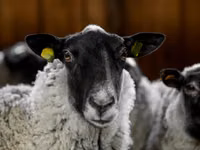 मेढ़ा, Romanov sheep — फ़ोटो 4
