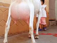 बकरा, Saanen goat — फ़ोटो 5