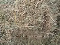 Hay for Sale. 190 Per Bale — photo 4