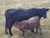 Bulle, Galloway-Rind — Foto 4
