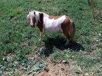 Mare, Australian Pony — photo 4