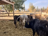 Bulle, Swiss cattle — Foto 5