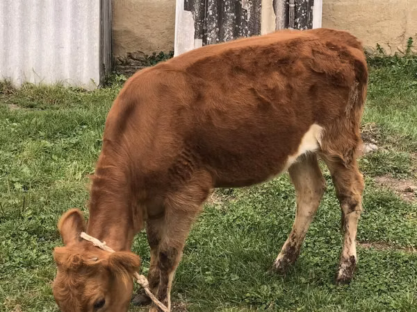 Kuh, Simmental cattle