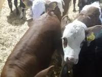 Cattle (batch, sex not specified), Simmental cattle — photo 3